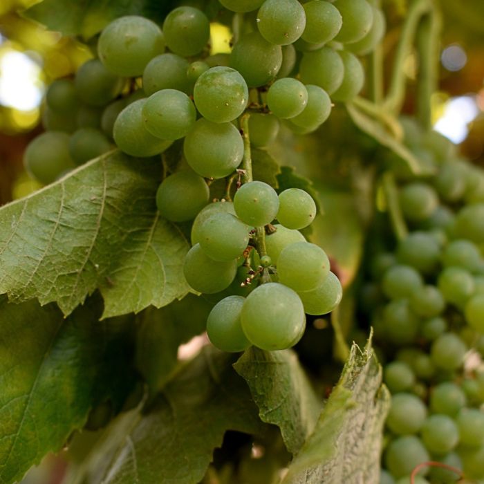Vitis (Labrusca) Sukribe   (EPS-cert)  A-kv C2 - 3