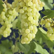 Vitis (Labrusca) Sukribe   (EPS-cert)  A-kv C2