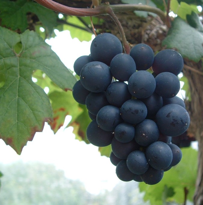 Vitis (Labrusca) 'Zilga' E	 A-kv C2  - 3