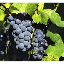 Vitis (Labrusca) 'Zilga' E	 A-kv C2  - 2