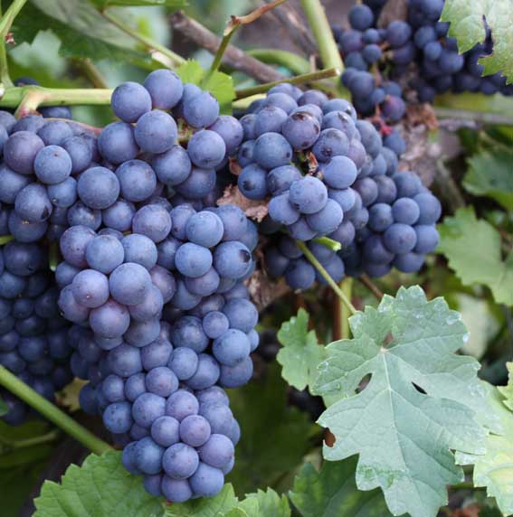 Vitis (Labrusca) 'Zilga' E	 A-kv C2 