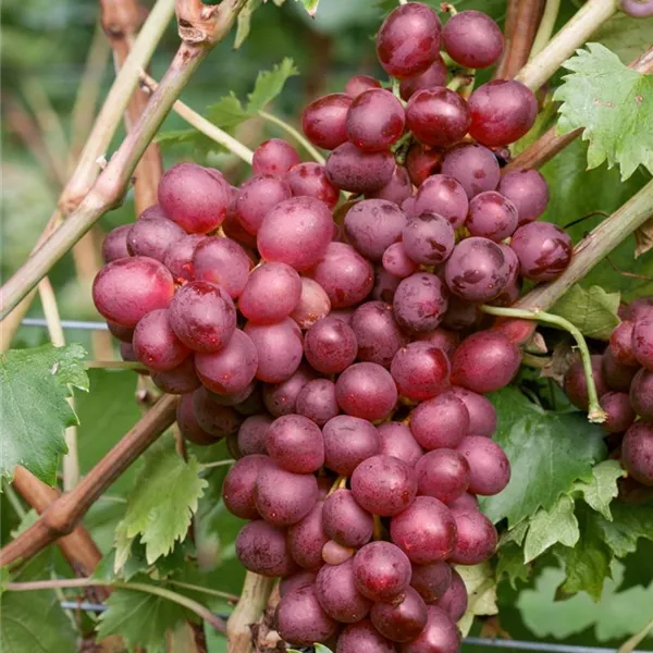 Vitis (Labrusca) Vanessa  A-kv C2 - 2