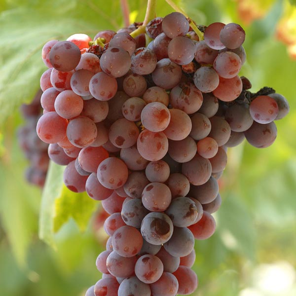 Vitis (Labrusca) Vanessa  A-kv C2