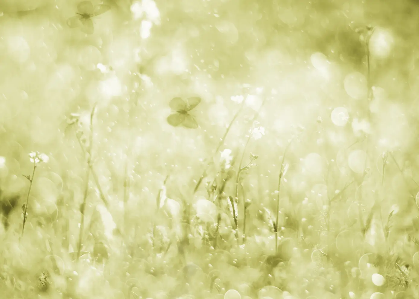 Lerretsbilde - Morning Meadow