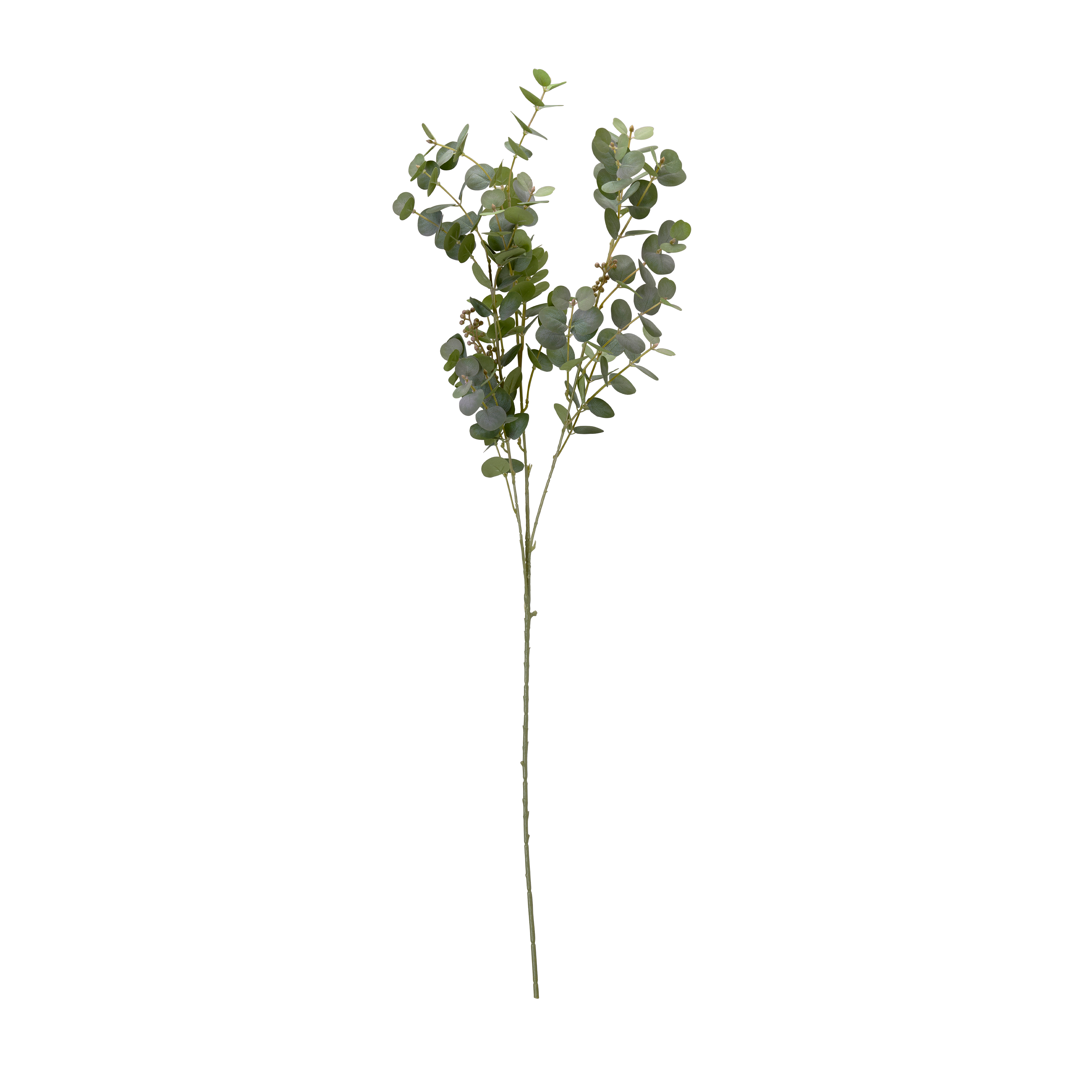 Evighetsblomma - EUCALYPTUS