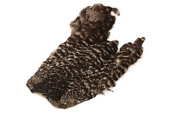 Indian Hen Neck