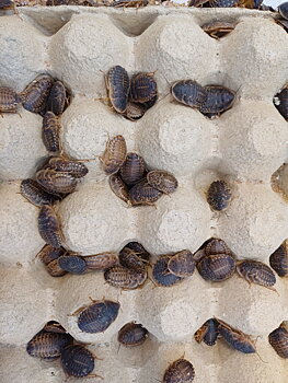 Dubia 3-4 CM, 50-pack