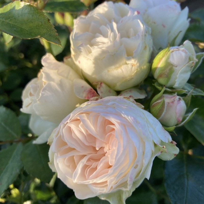 Floribundaros Komtesse af Rosenborg  A-kv PC  4.Liter - 2