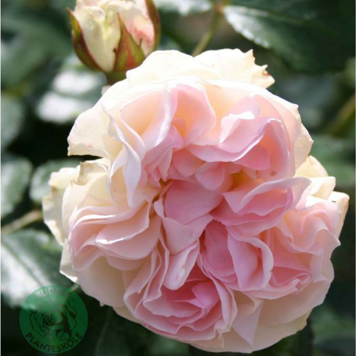 Floribundaros Komtesse af Rosenborg  A-kv PC  4.Liter