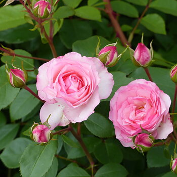 Rosa-Hyb. Mini Eden Rose  A-kv PC  4.Liter
