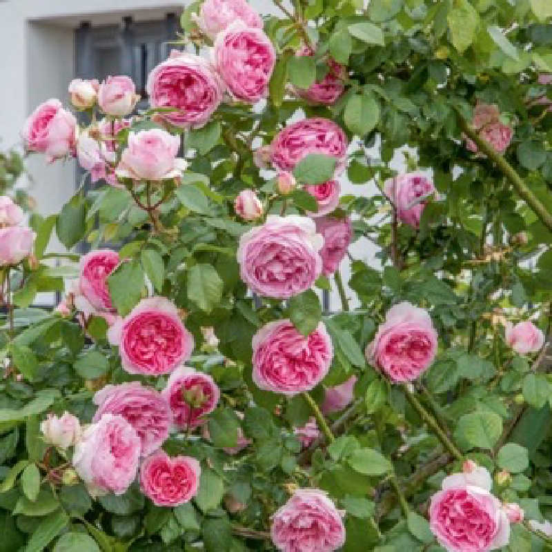 Rosa-Hyb. Mini Eden Rose  A-kv PC  4.Liter - 2