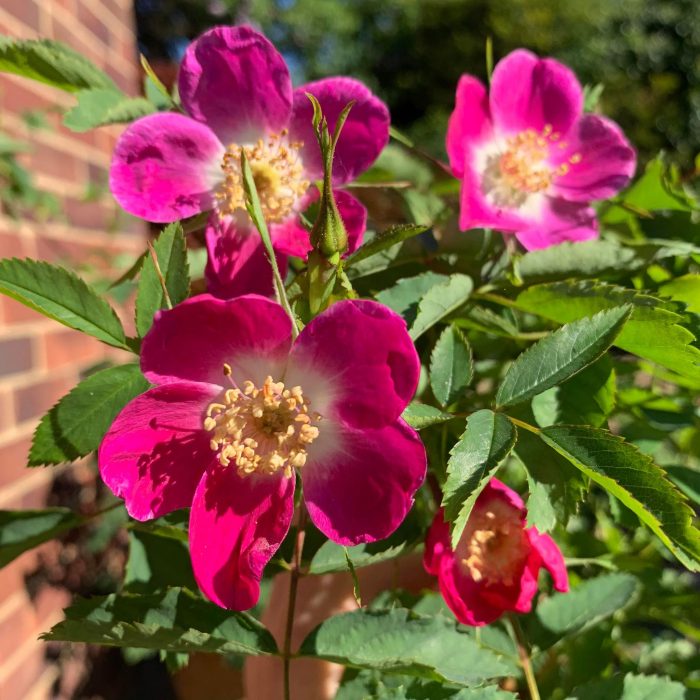 Rosa pendulina Lina  A-kv PC  4.Liter