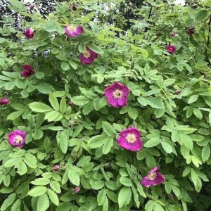 Rosa pendulina Lina  A-kv PC  4.Liter - 2