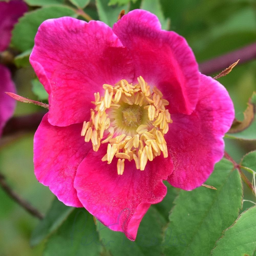 Rosa pendulina Lina  A-kv PC  4.Liter - 3
