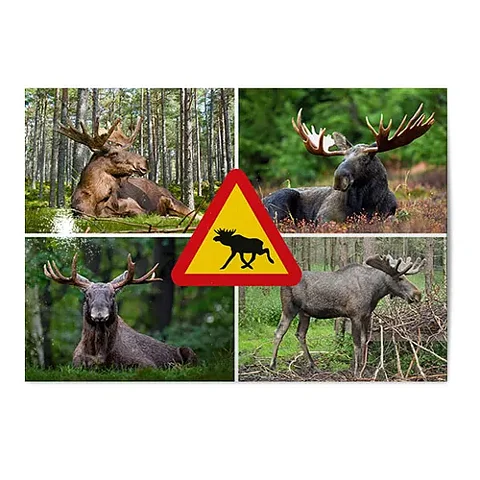 Vykort   Älgar Kollage 
