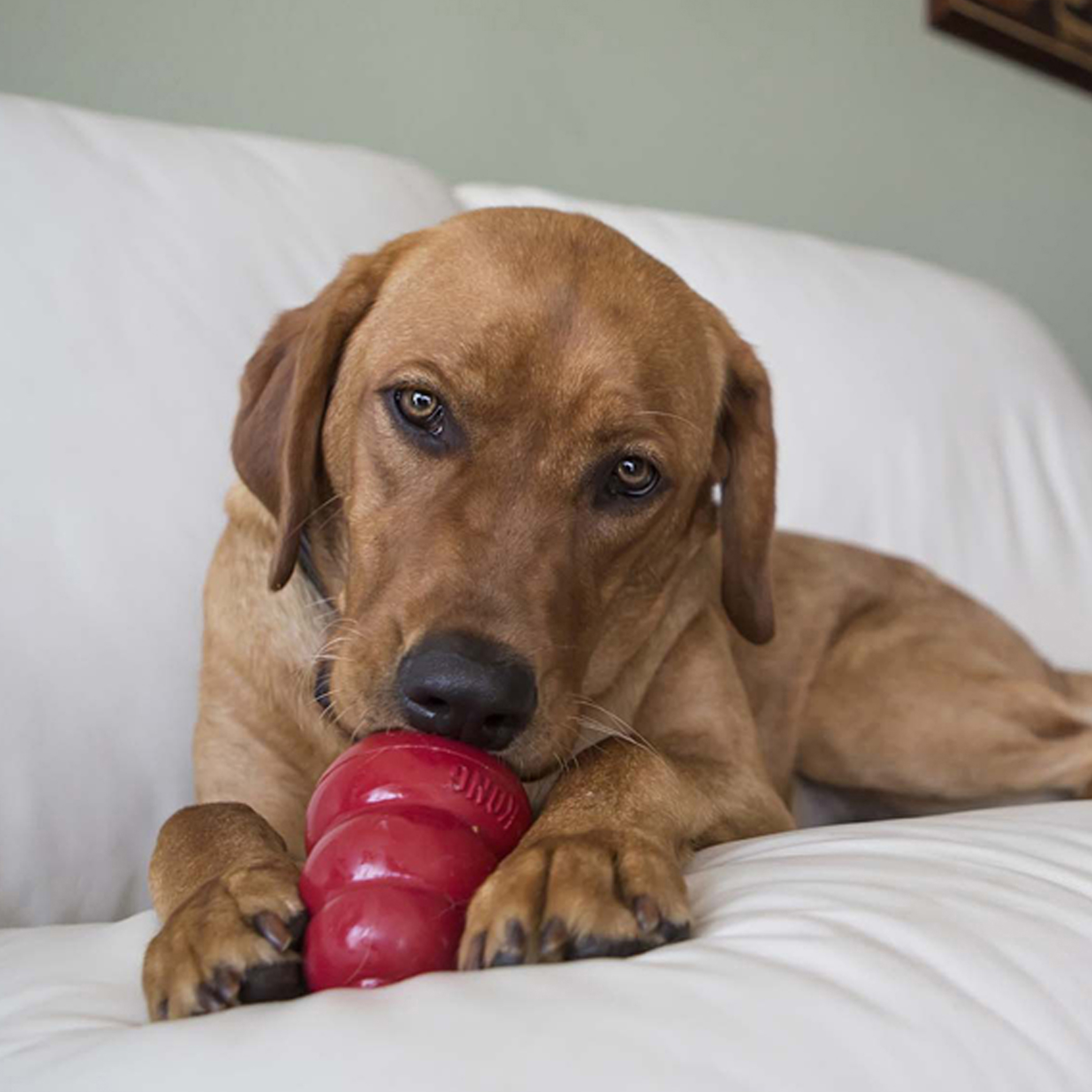 KONG Easy Treat Liver 226g - 5
