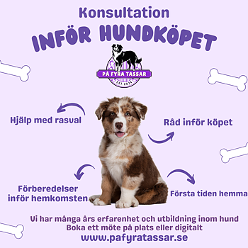 Konsultation Inför Hundköpet