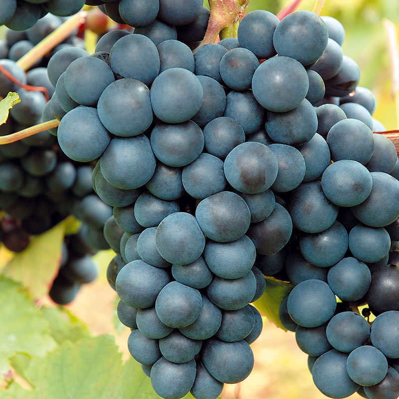 Vitis Rondo   (EPS-cert)  A-kv C2