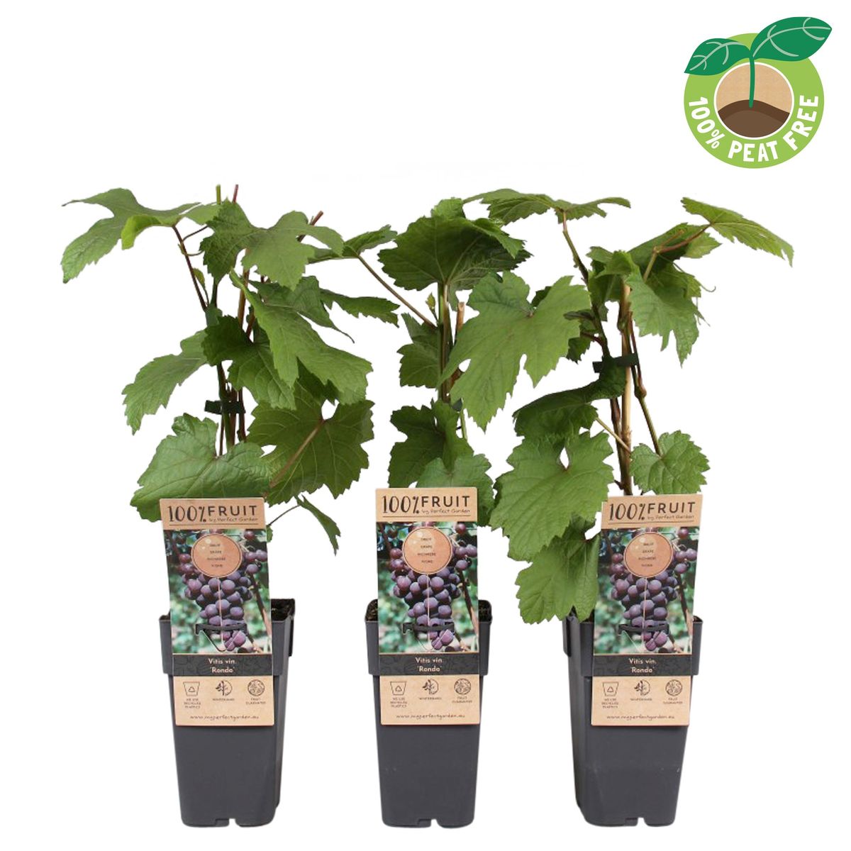Vitis Rondo   (EPS-cert)  A-kv C2 - 4