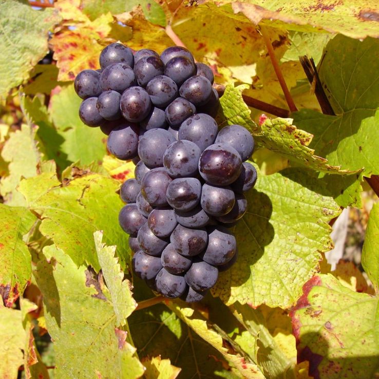 Vitis Rondo   (EPS-cert)  A-kv C2 - 3