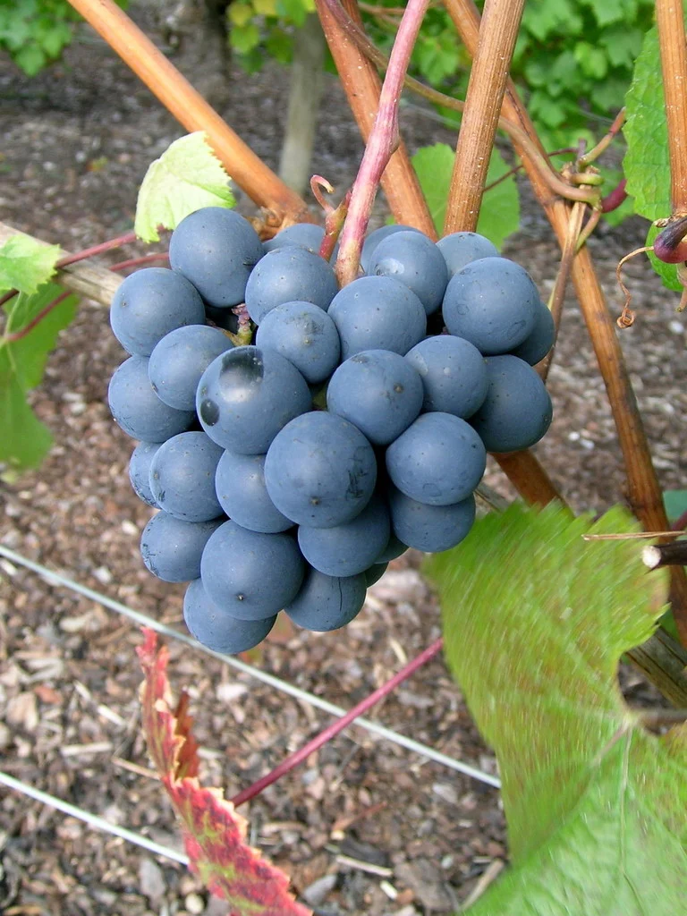 Vitis Rondo   (EPS-cert)  A-kv C2 - 2