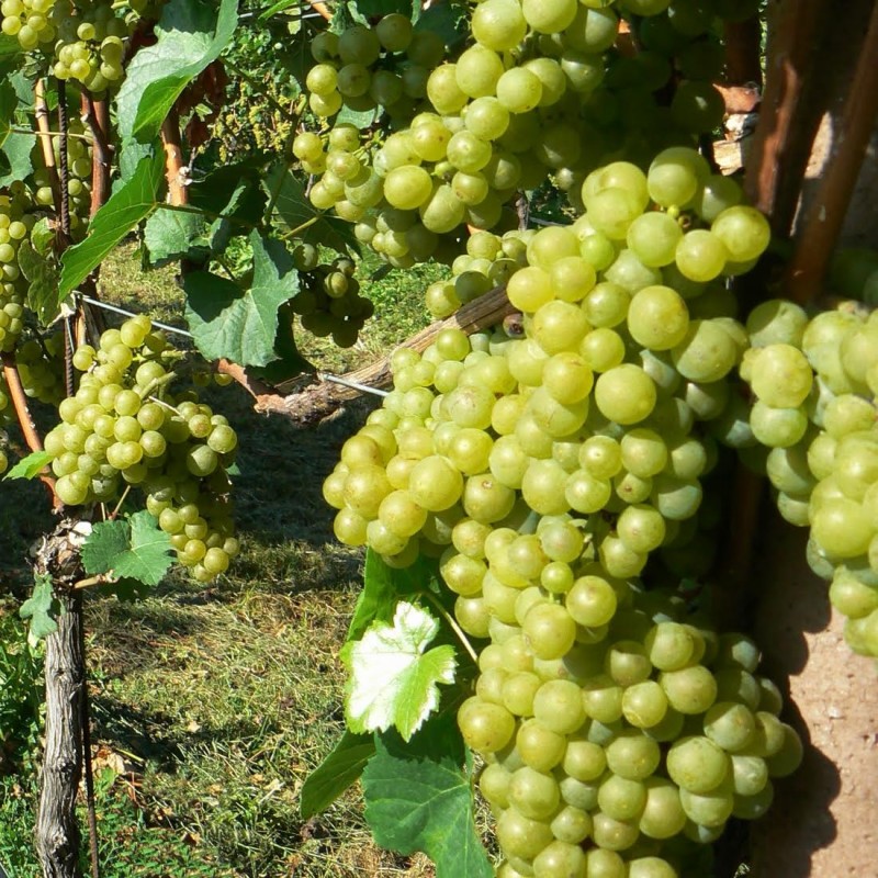 Vitis Solaris  A-kv C2 - 2