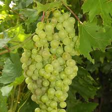 Vitis Solaris  A-kv C2 - 3