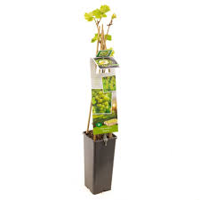 Vitis Solaris  A-kv C2 - 4