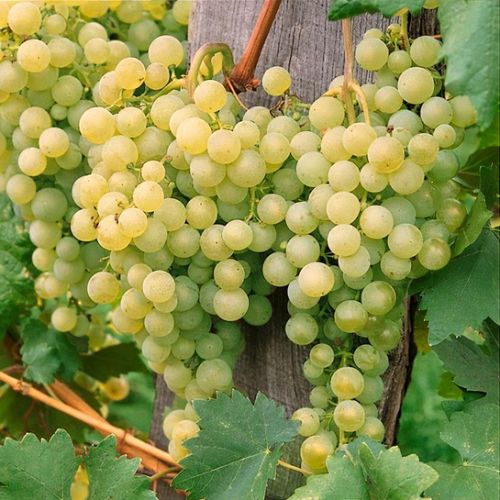 Vitis Solaris  A-kv C2