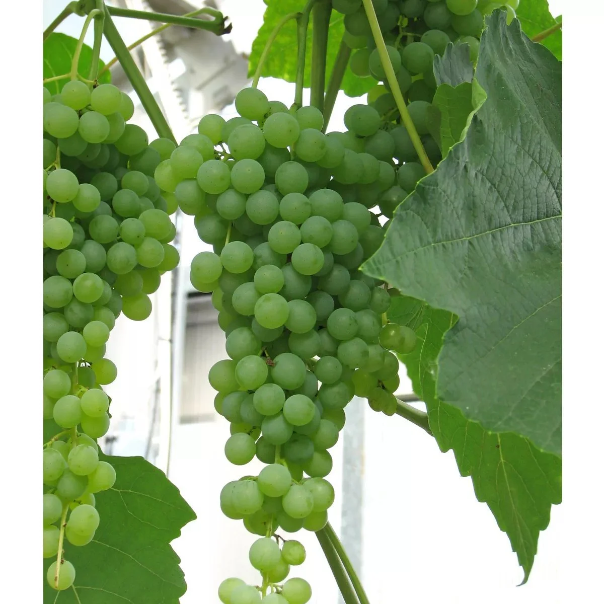 Vitis vinif. Dr Schmidtmans Sockerdruva  A-kv C2 - 2