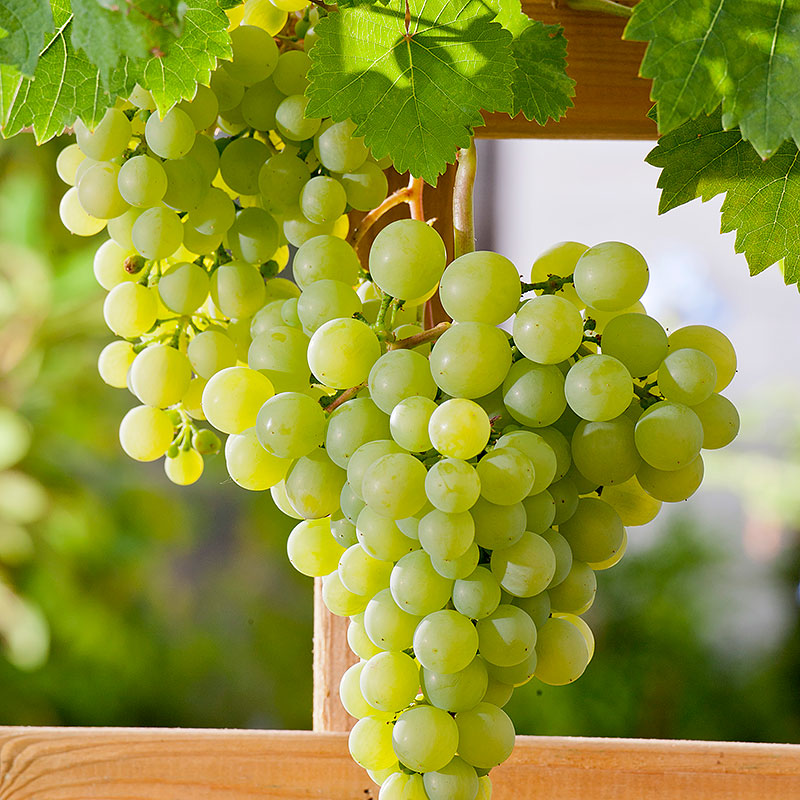 Vitis vinif. Dr Schmidtmans Sockerdruva  A-kv C2 - 3