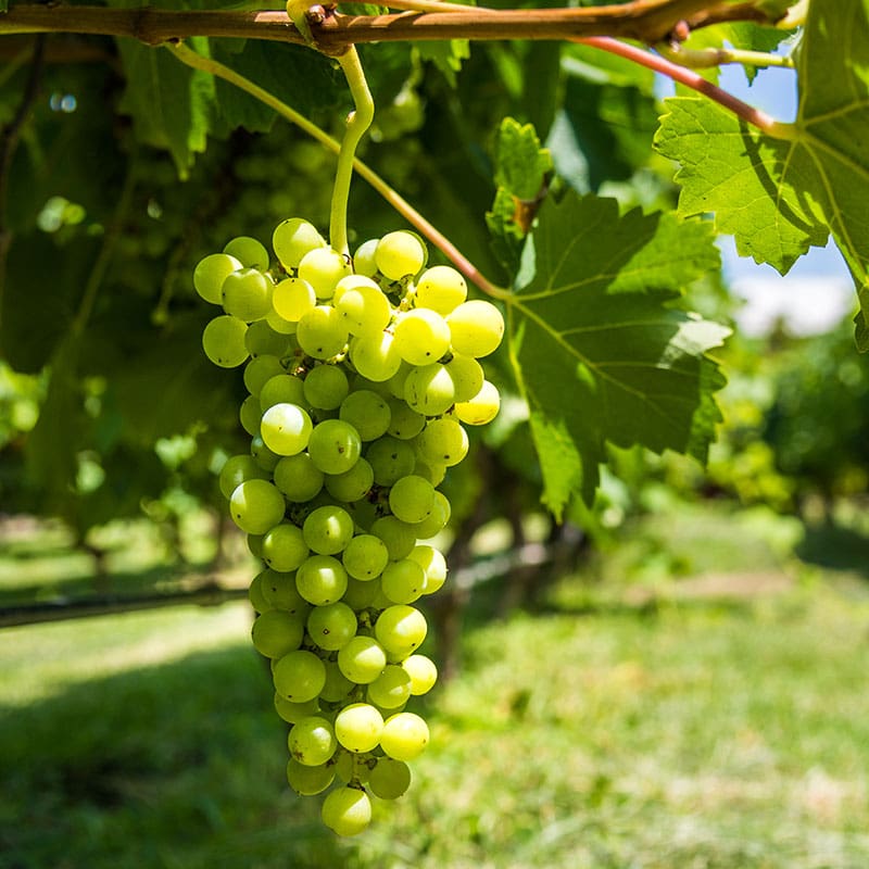 Vitis vinif. Dr Schmidtmans Sockerdruva  A-kv C2