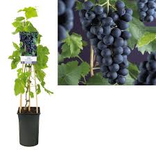 Vitis vinifera Frankenthaler  A-kv C2 - 4