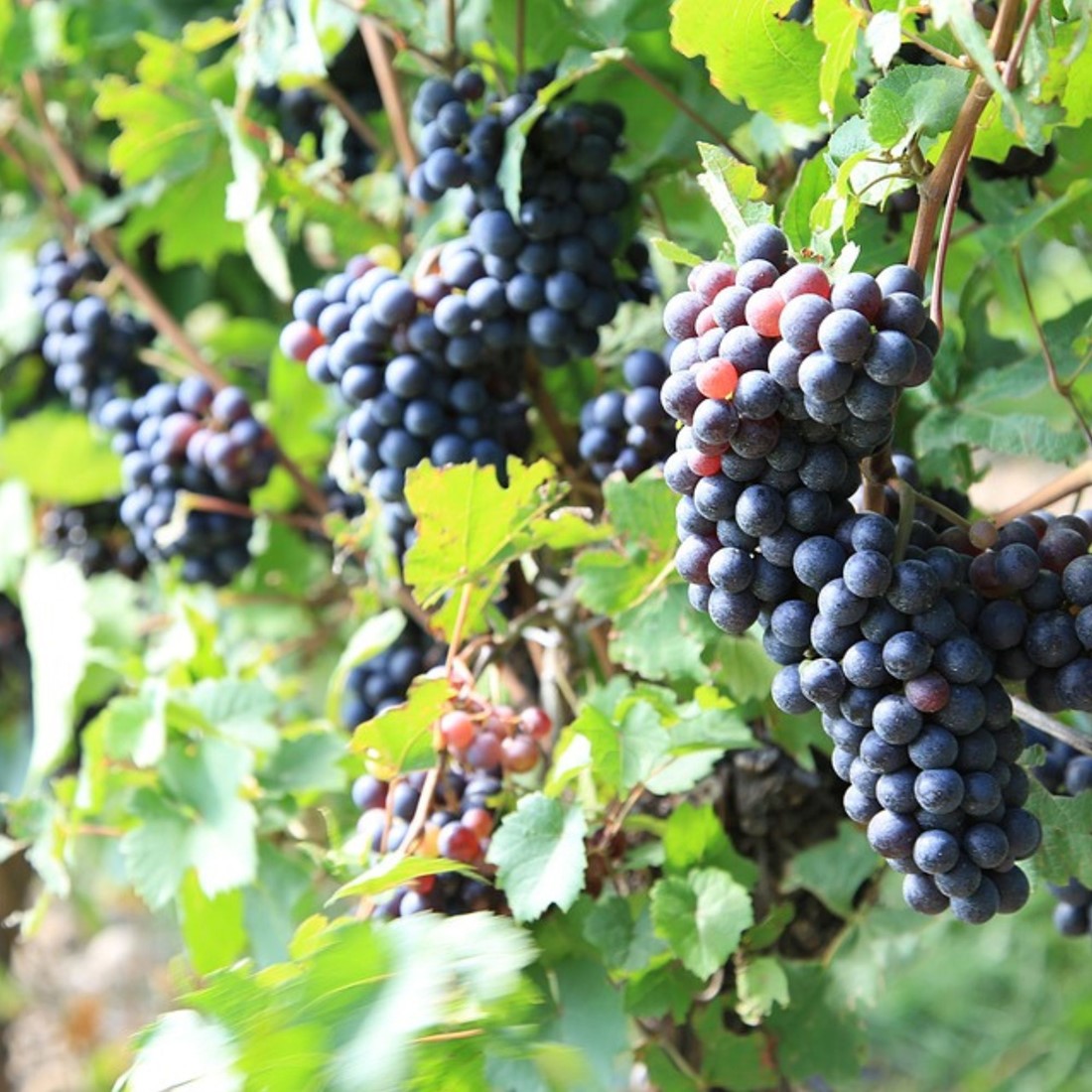 Vitis vinifera Frankenthaler  A-kv C2 - 3