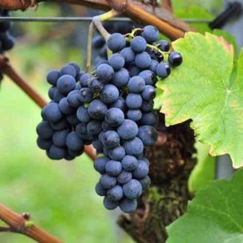 Vitis vinifera Frankenthaler  A-kv C2