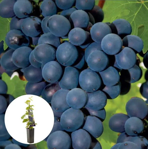 Vitis vinifera Frankenthaler  A-kv C2 - 2
