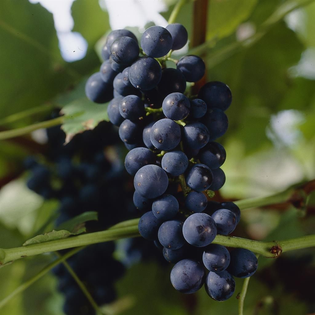 Vitis vinifera 'Glorie Boskoop'   A-kv C2