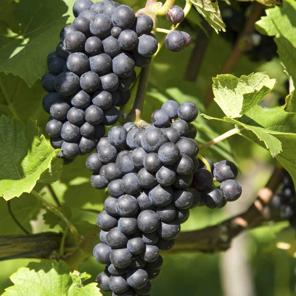 Vitis vinifera 'Glorie Boskoop'   A-kv C2 - 4