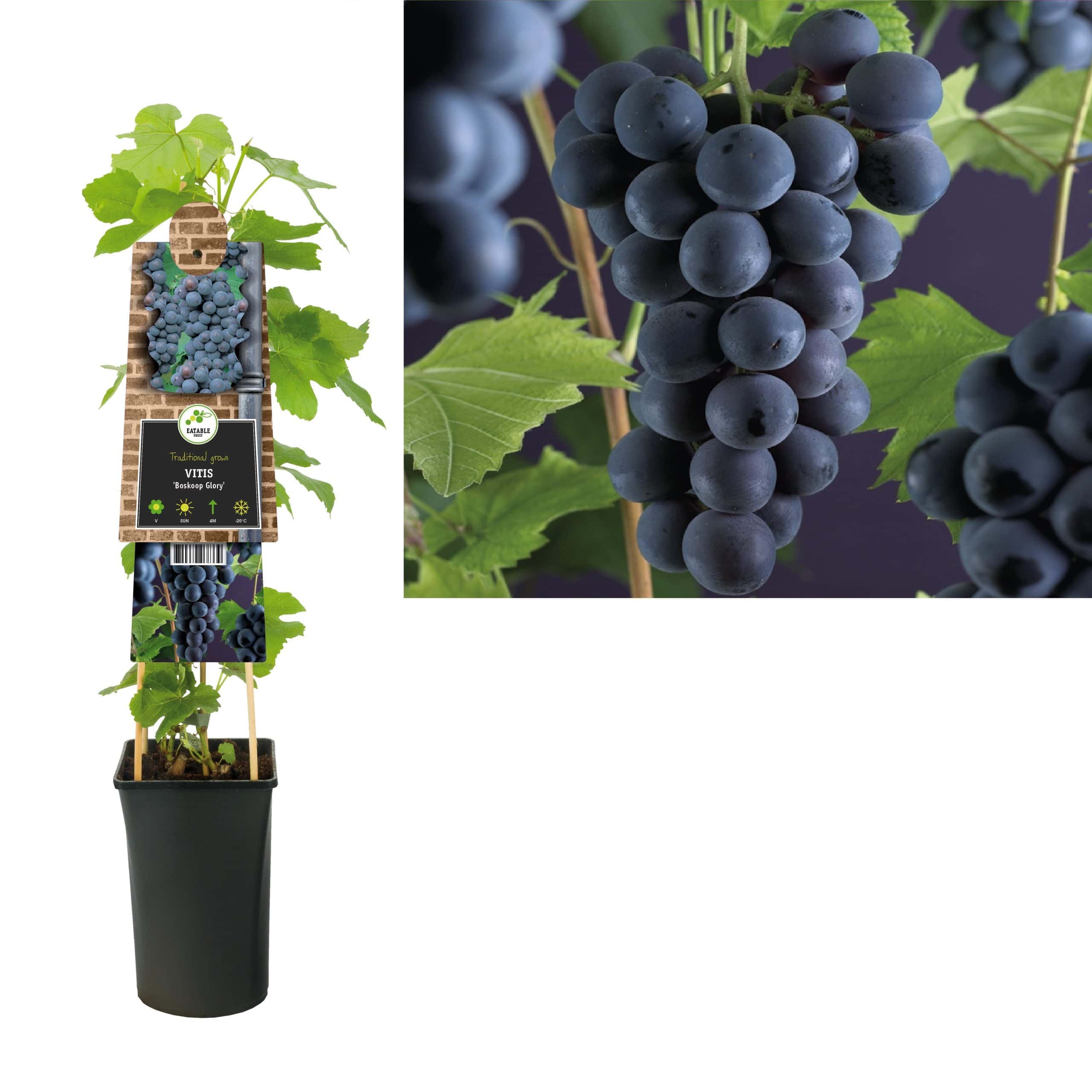 Vitis vinifera 'Glorie Boskoop'   A-kv C2 - 2