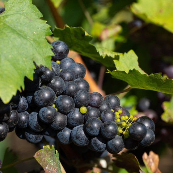 Vitis vinifera 'Glorie Boskoop'   A-kv C2 - 3