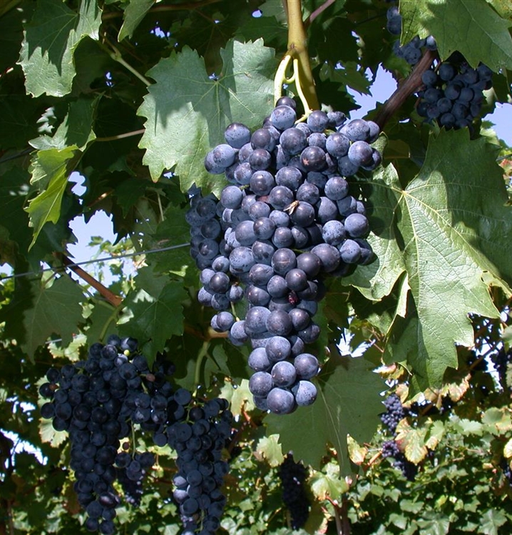 Vitis vinifera Pinot Noir (Blå Burgunder)   A-kv C2 - 2