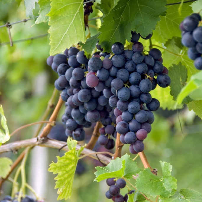 Vitis vinifera Pinot Noir (Blå Burgunder)   A-kv C2