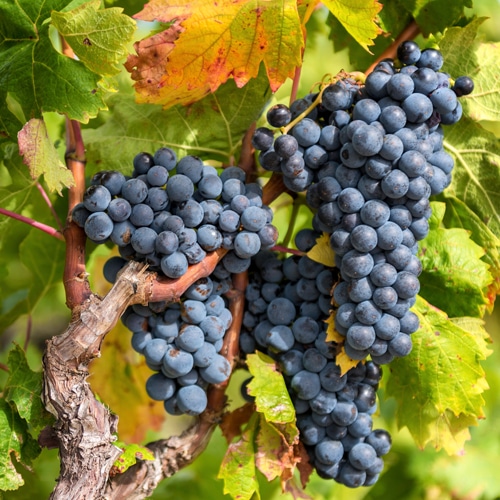 Vitis vinifera Pinot Noir (Blå Burgunder)   A-kv C2 - 3