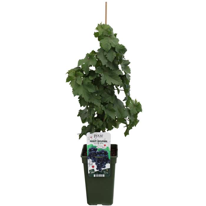 Vitis vinifera Pinot Noir (Blå Burgunder)   A-kv C2 - 4