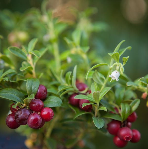 Vaccinium vit. BALSGÅRD IDA® (EPS-cert) A-kv C2