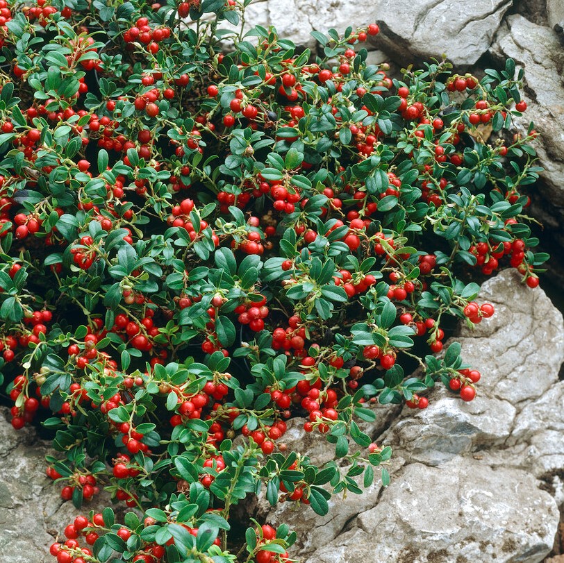 Vaccinium vit. BALSGÅRD IDA® (EPS-cert) A-kv C2 - 2