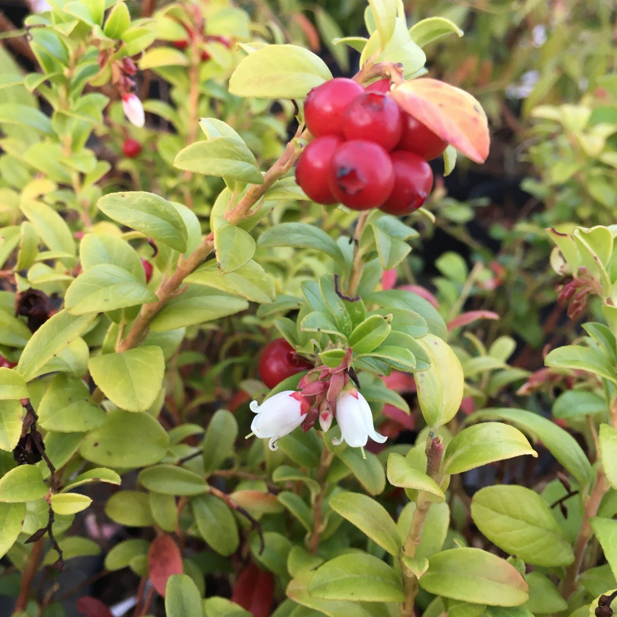 Vaccinium vit. BALSGÅRD LINNEA® (EPS-cert) A-kv C2
