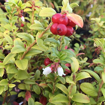 Vaccinium vit. BALSGÅRD LINNEA® (EPS-cert) A-kv C2