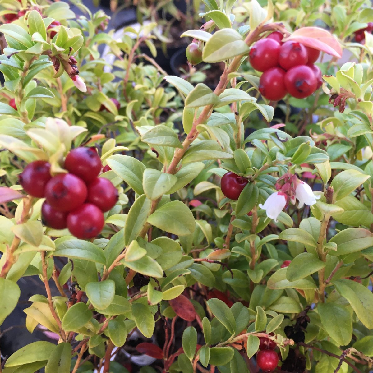 Vaccinium vit. BALSGÅRD LINNEA® (EPS-cert) A-kv C2 - 2