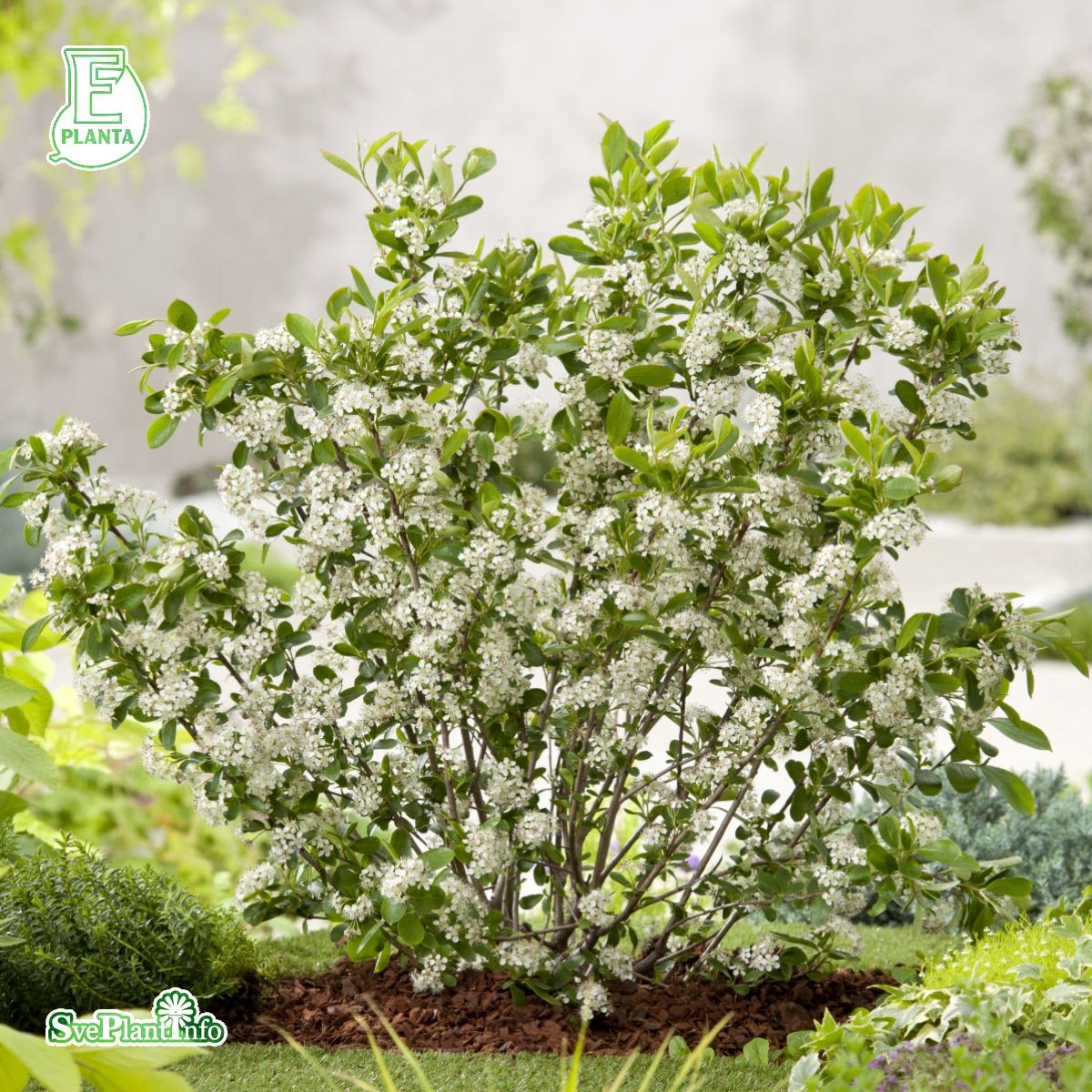 Vaccinium vit. BALSGÅRD LINNEA® (EPS-cert) A-kv C2 - 3